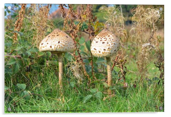 Parasol mushrooms Acrylic by Mark  F Banks