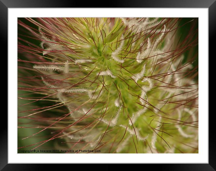 where red meets fluffy Framed Mounted Print by Jo Beerens