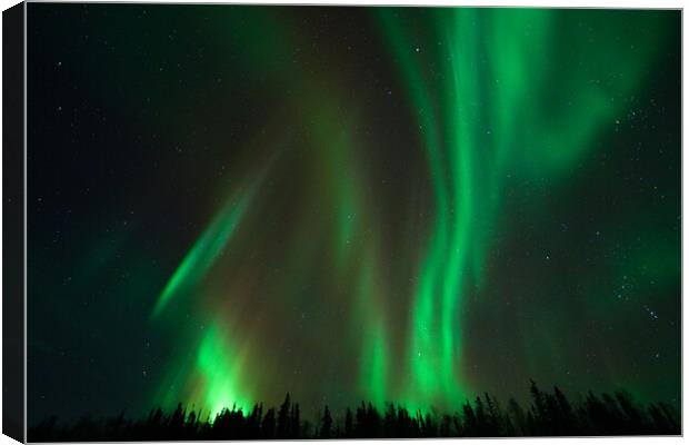 Aurora Borealis, Northern Lights, at Yellowknife, Northwest Territories, Canada Canvas Print by Chun Ju Wu