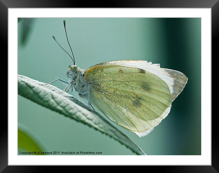 sitting pretty Framed Mounted Print by Jo Beerens