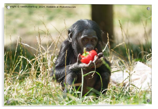 Baby Bonobo's Picnic Acrylic by rawshutterbug 