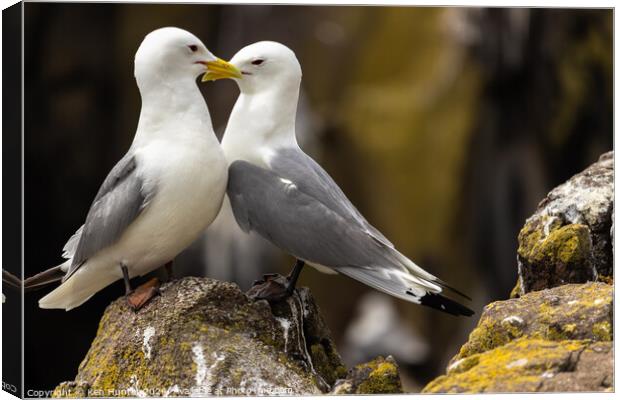 Mating Kittiwakes (Rissa tridactyla) on Rocky Promotory Canvas Print by Ken Hunter