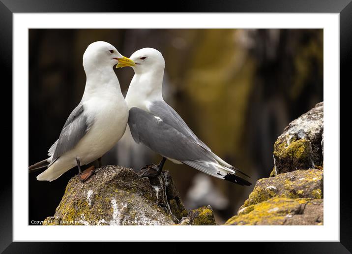 Mating Kittiwakes (Rissa tridactyla) on Rocky Promotory Framed Mounted Print by Ken Hunter