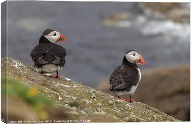 Puffin Mates Canvas Print by Ken Hunter