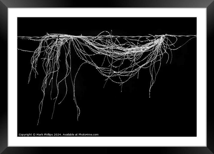 Horsehair with raindrops Framed Mounted Print by Mark Phillips