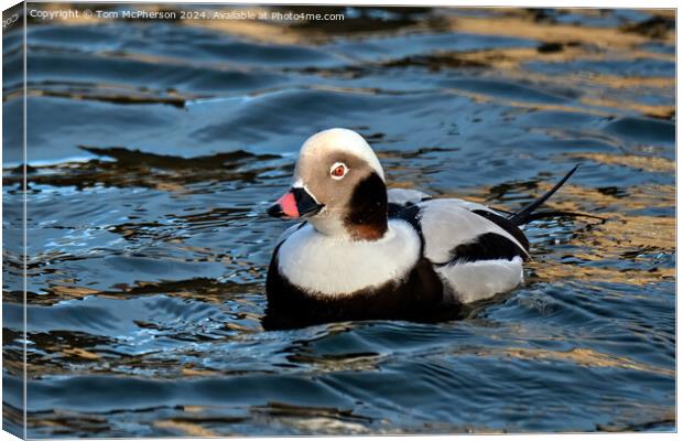 long-tailed duck Canvas Print by Tom McPherson
