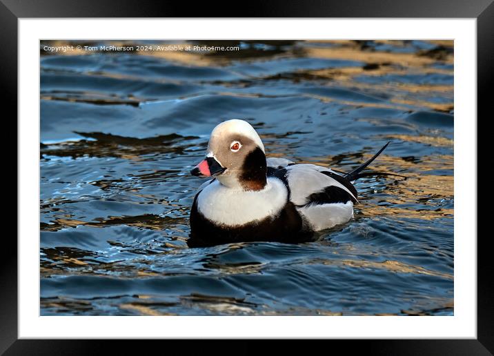 long-tailed duck Framed Mounted Print by Tom McPherson