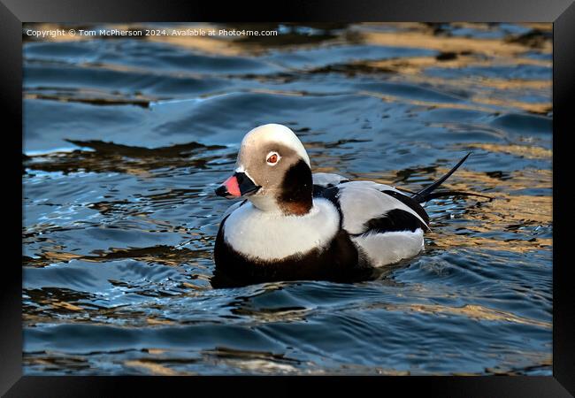 long-tailed duck Framed Print by Tom McPherson