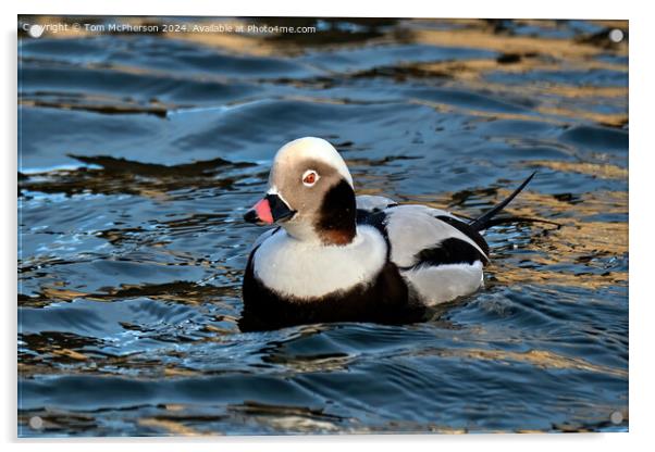 long-tailed duck Acrylic by Tom McPherson