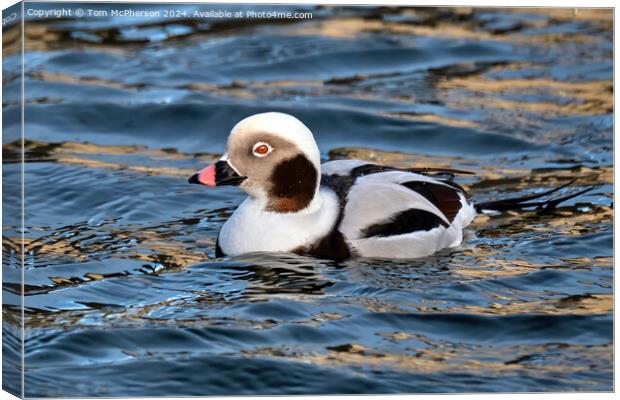 The long-tailed duck  Canvas Print by Tom McPherson
