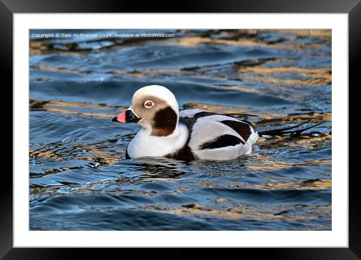 The long-tailed duck  Framed Mounted Print by Tom McPherson
