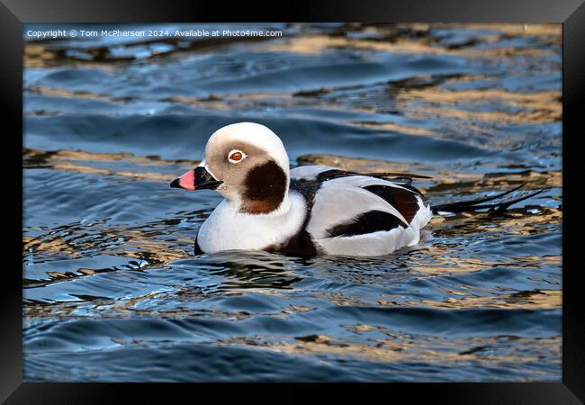 The long-tailed duck  Framed Print by Tom McPherson