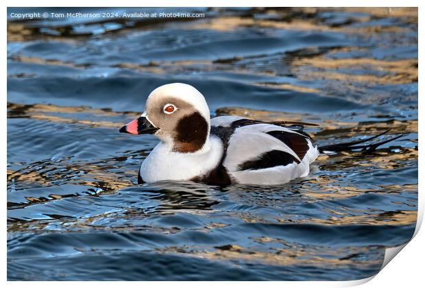 The long-tailed duck  Print by Tom McPherson