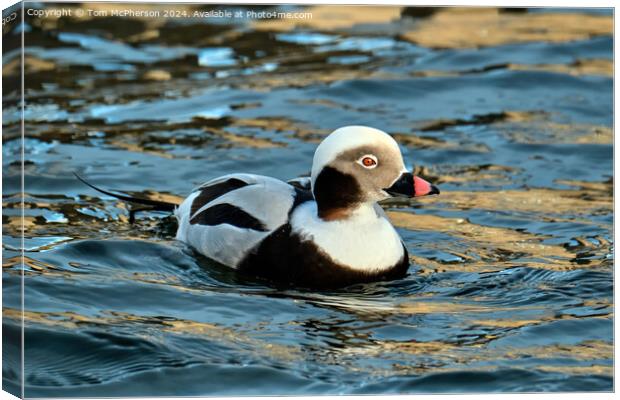 long-tailed duck Canvas Print by Tom McPherson