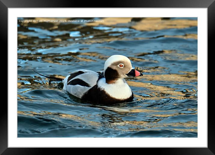 long-tailed duck Framed Mounted Print by Tom McPherson