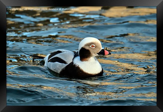 long-tailed duck Framed Print by Tom McPherson