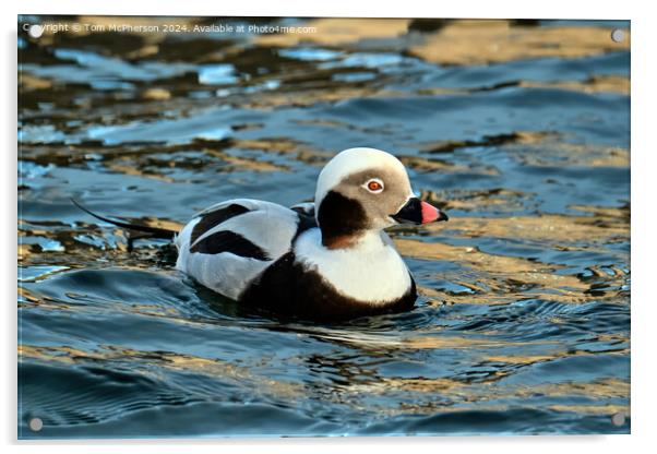 long-tailed duck Acrylic by Tom McPherson