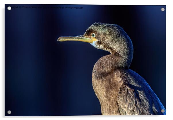 Portrait of a Cormorant Acrylic by Tom McPherson