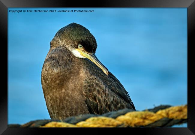 Cormorant Framed Print by Tom McPherson