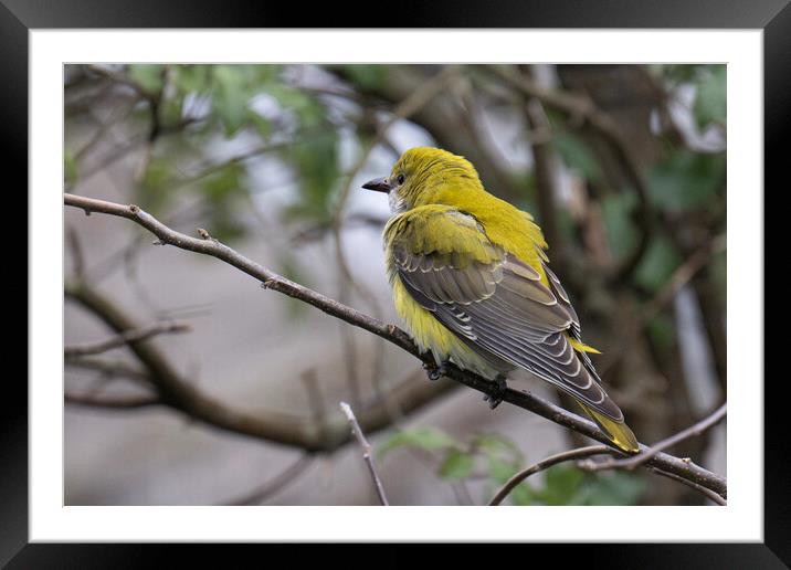  Golden Oriole, perched on a tree branch Framed Mounted Print by kathy white