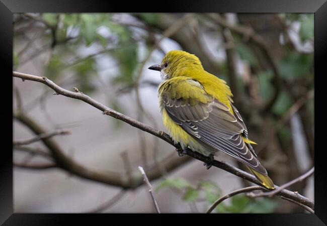  Golden Oriole, perched on a tree branch Framed Print by kathy white