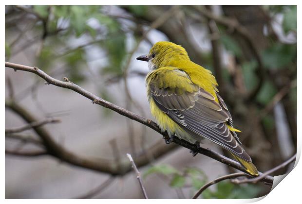  Golden Oriole, perched on a tree branch Print by kathy white