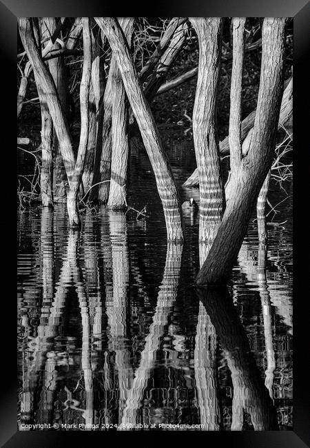 Flooded woodland Framed Print by Mark Phillips