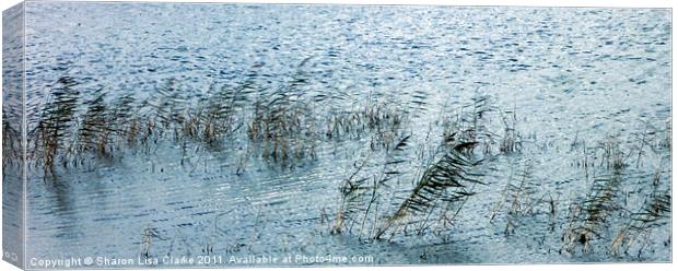Reeds Canvas Print by Sharon Lisa Clarke