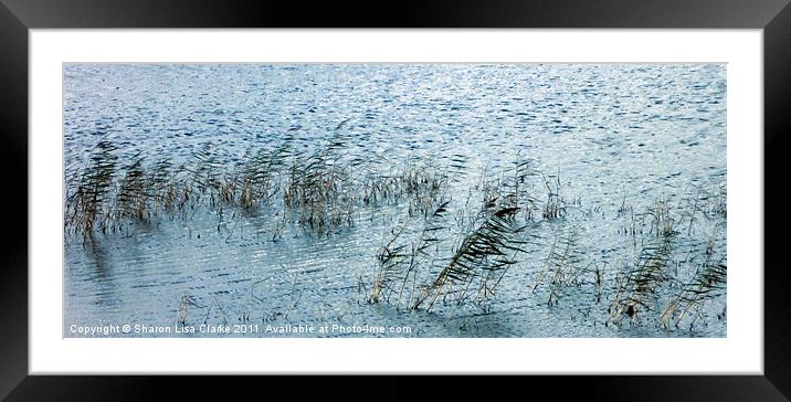 Reeds Framed Mounted Print by Sharon Lisa Clarke