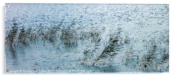 Reeds Acrylic by Sharon Lisa Clarke