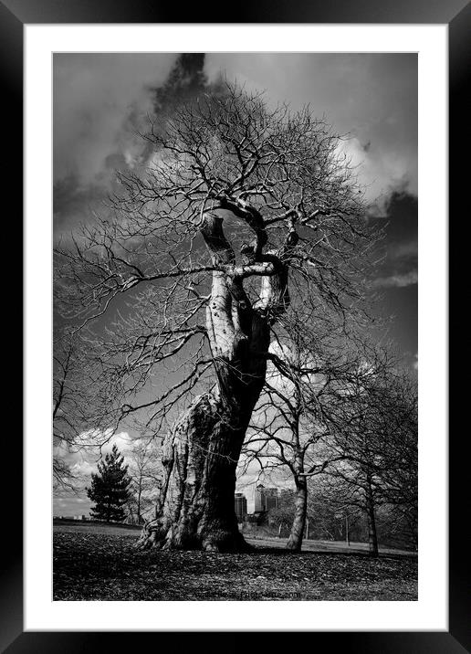Contorted Oak Framed Mounted Print by Mark Phillips