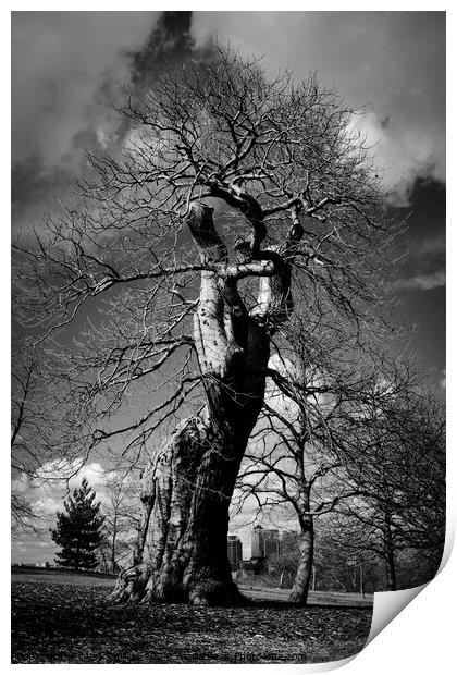 Contorted Oak Print by Mark Phillips