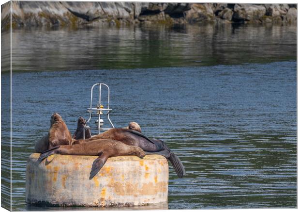 Steller Sea lions resting on a mooring buoy in Price William Sound, Alaska, USA Canvas Print by Dave Collins