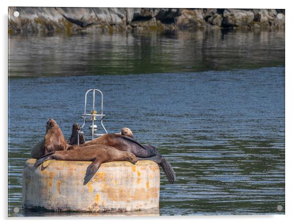 Steller Sea lions resting on a mooring buoy in Price William Sound, Alaska, USA Acrylic by Dave Collins