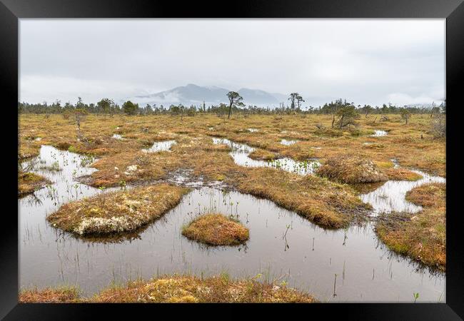 The Petersburg muskeg (Peat Bog) with clouds skirting the mountains behind, Alaska, USA Framed Print by Dave Collins