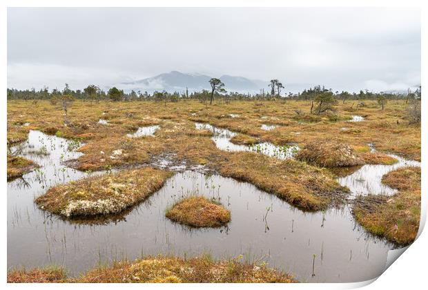 The Petersburg muskeg (Peat Bog) with clouds skirting the mountains behind, Alaska, USA Print by Dave Collins