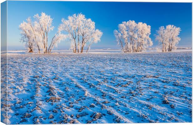 cultivated farmland patterns in winter Canvas Print by Dave Reede