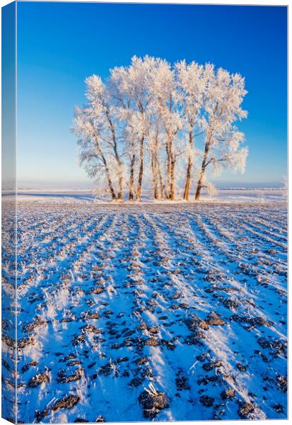 cultivated farmland patterns in winter Canvas Print by Dave Reede