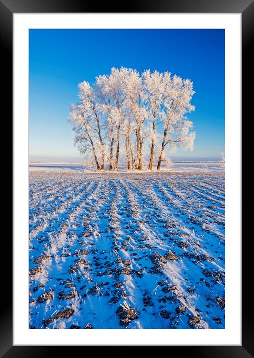 cultivated farmland patterns in winter Framed Mounted Print by Dave Reede
