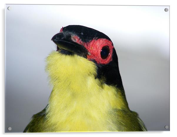 Australian Figbird Acrylic by Ali Kernick