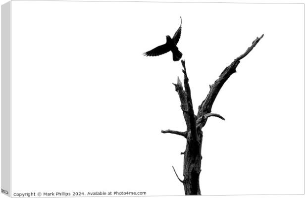 Crow and dead tree Canvas Print by Mark Phillips
