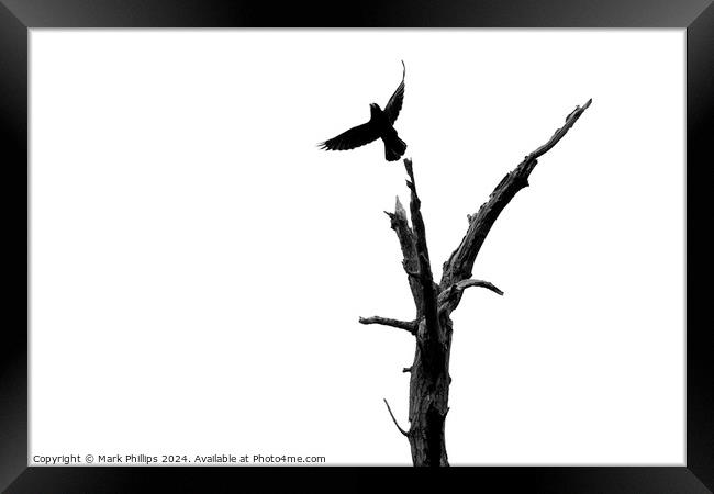 Crow and dead tree Framed Print by Mark Phillips