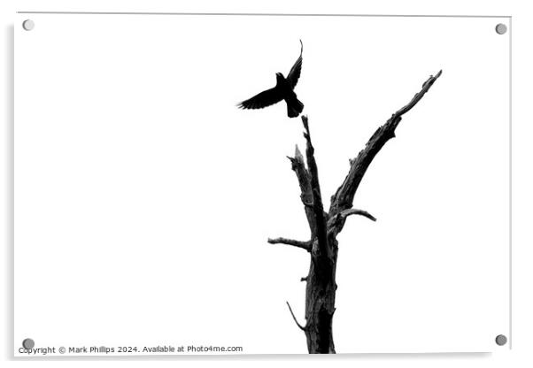 Crow and dead tree Acrylic by Mark Phillips