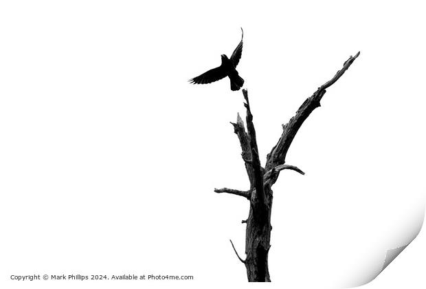 Crow and dead tree Print by Mark Phillips