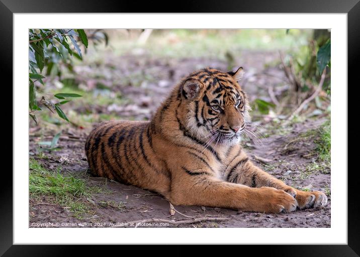 Sumatran Tiger Cub - Sumatra - Sunda Islands Framed Mounted Print by Darren Wilkes
