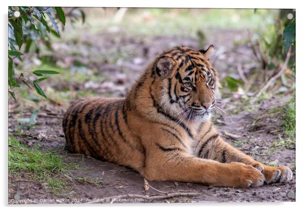Sumatran Tiger Cub - Sumatra - Sunda Islands Acrylic by Darren Wilkes