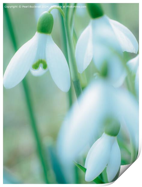 Beautiful Wild Snowdrops  Print by Pearl Bucknall