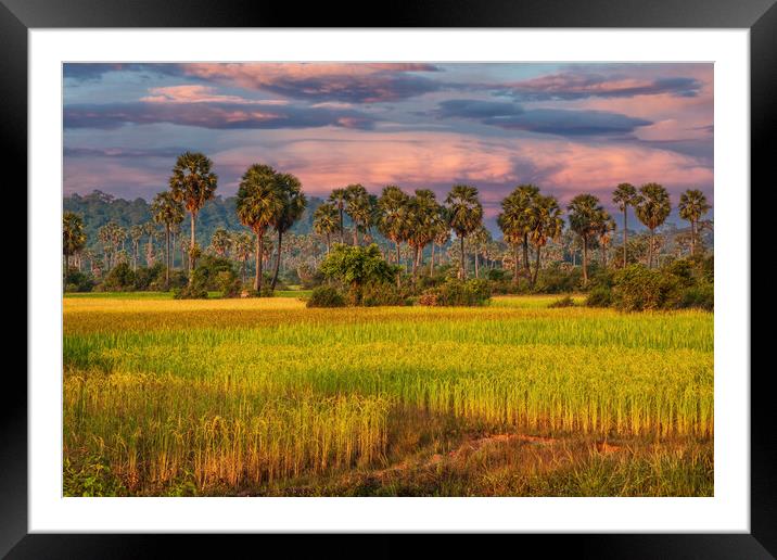 Grain Fields And Coconut Palms In Cambodia Framed Mounted Print by Artur Bogacki