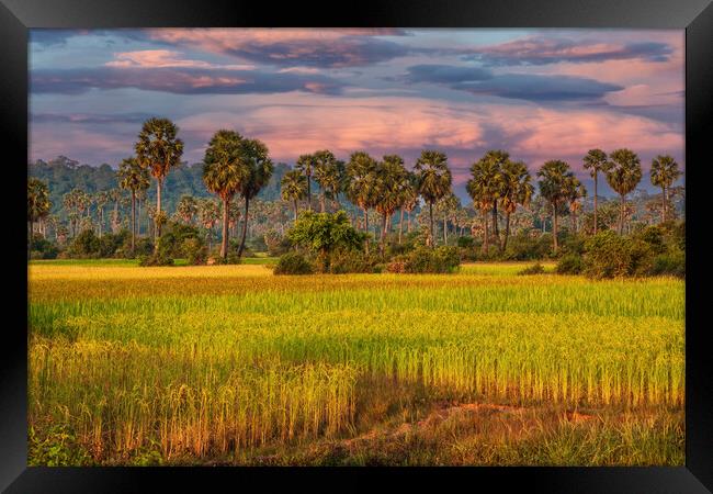 Grain Fields And Coconut Palms In Cambodia Framed Print by Artur Bogacki