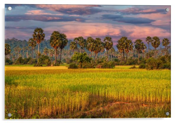 Grain Fields And Coconut Palms In Cambodia Acrylic by Artur Bogacki
